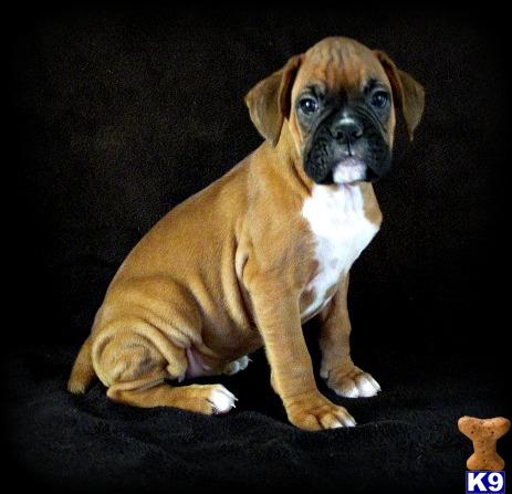 Puppies in Marion